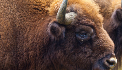WISENT or EUROPEAN BISON - BISONTE EUROPEO (Bison bonasus) © JUAN CARLOS MUNOZ