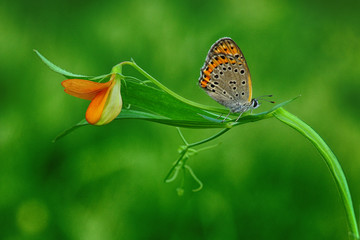Closeup   beautiful butterfly sitting on flower.