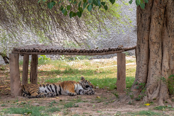 Tiger Sleeping below the wooden stand in Zoo.