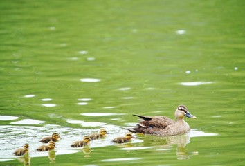 カルガモの親子
