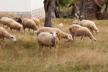 Obraz premium The sheep on the meadow eat grass