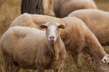 The sheep on the meadow  eat grass