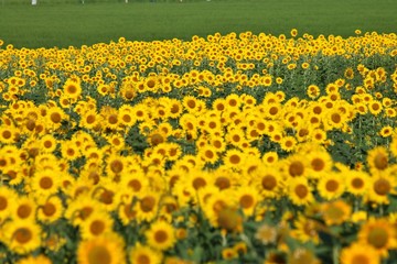 Obraz premium ひまわりの花畑