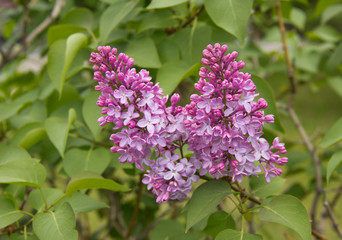 Lilac flowers . Lilac blossom in spring scene. Spring blooming lilac flowers.