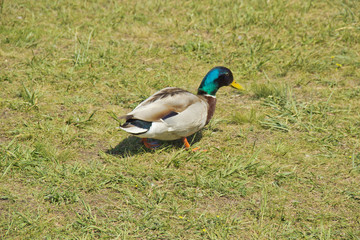 Naklejka na ściany i meble Wild duck on the grass on a summer day. The concept of protection of wild animals and the environment.
