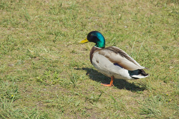 Naklejka na ściany i meble Wild duck on the grass on a summer day. The concept of protection of wild animals and the environment.