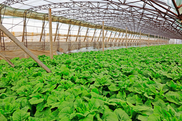 Vegetables in greenhouses