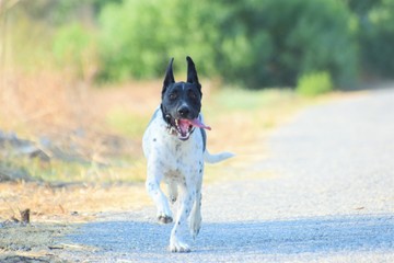 Happy adult english pointed dog 