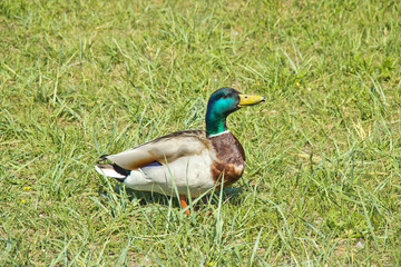 Wild duck on the grass on a summer day. The concept of protection of wild animals and the environment.