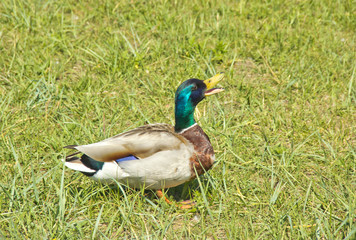 Wild duck on the grass on a summer day. The concept of protection of wild animals and the environment.