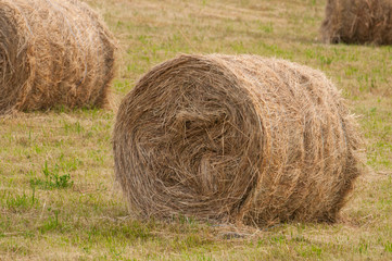 Roll of haystack in a meadow.Nature