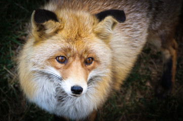 Portrait of a red fox