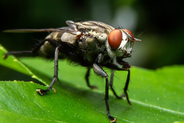 Close up of the Flies on green leaves in the morning. Selective focus of the  House flies on trees in the rainy season.