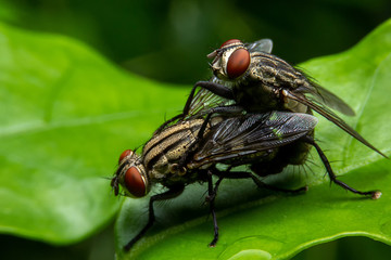 Close up of the Flies are breeding on green leaves. Two house flies are breeding on green leaves in...