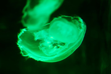 jellyfish in the aquarium