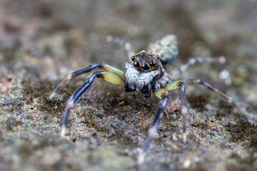 Frewena sp., a cute jumping spider from Australia with large eyes and white palps