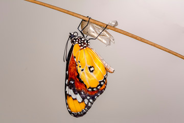 Amazing moment ,Monarch Butterfly , caterpillar, pupa and emerging with clipping path.