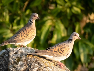 two pigeons on fence