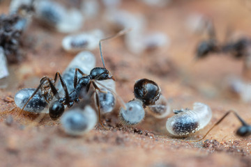 Inside a nest of Pheidole big-headed ants, with pupae, larvae and eggs, under a rock in tropical Australia