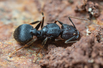 Queen Pheidole big-headed ant, under a rock in tropical Australia