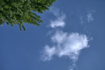 blue sky with white clouds,weather, day, nature, tree, fluffy, natural, light,