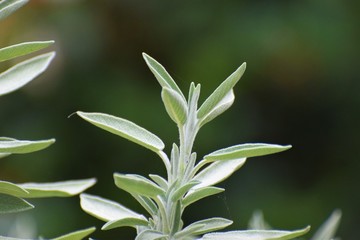 Salvia divinorum beautiful herb plant 