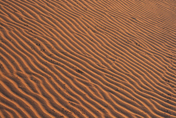 Desert, with footprints of different animals Namibia, dune in the morning sun