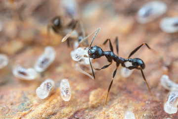 Inside a nest of Pheidole big-headed ants, with pupae, larvae and eggs, under a rock in tropical Australia