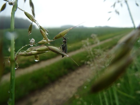 kaefer insekt auf einem korn