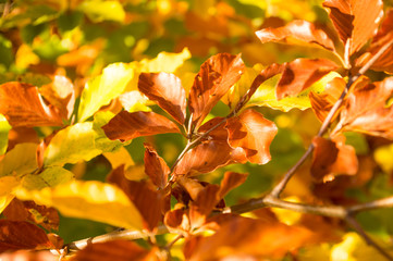 Autumn Colors - Lush Foliage - backgrounds.