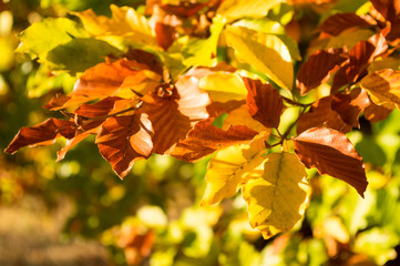 Autumn Colors - Lush Foliage - backgrounds.