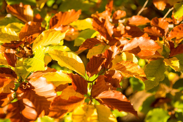 Autumn Colors - Lush Foliage - backgrounds.