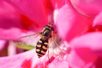 macro portrait of an eupeodes corollae insect resting on a geranium flower