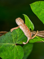 Macro shots, Beautiful nature scene green chameleon 