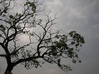 silhouette of a tree