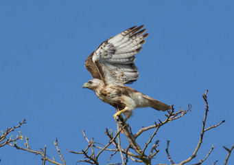 Red-tailed Hawk taking of 