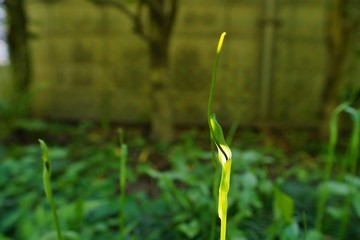 カラスビシャクの花