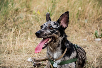 Funny non breed dog walk in the summer park