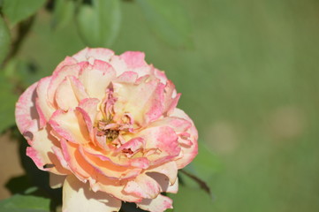 Thomasville rose garden 0311