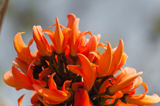 Polash flower in full bloom