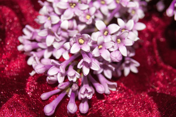 Bunches of lilac flowers on a red background. Lilac, fuchsia. Flowers, textiles.