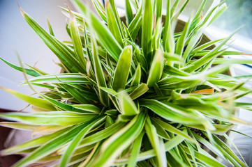 Plant with long narrow green and white leaves in a pot on the window sill.