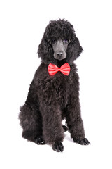Three months old puppy of black poodle