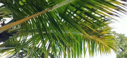 coconut palm tree closeup image