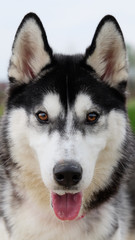 Young and Happy Siberian Husky photoshot in the countryside of Vicenza, April 2019