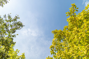 Green foliage background cloudy sky