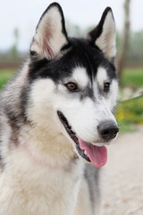 Fototapeta premium Young and Happy Siberian Husky photoshot in the countryside of Vicenza, April 2019