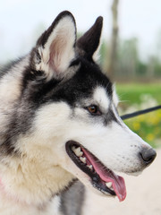 Young and Happy Siberian Husky photoshot in the countryside of Vicenza, April 2019