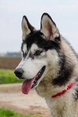 Young and Happy Siberian Husky photoshot in the countryside of Vicenza, April 2019