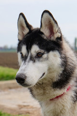 Young and Happy Siberian Husky photoshot in the countryside of Vicenza, April 2019